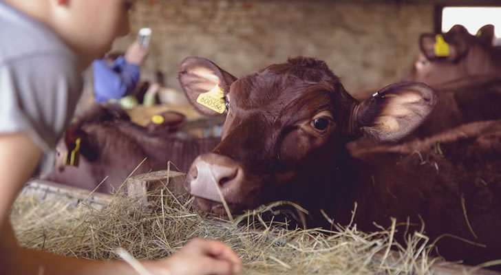 Forty Hall Farm 03