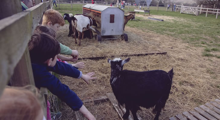 Forty Hall Farm 04
